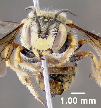 Media type: image;   Entomology 610801 Aspect: head frontal view